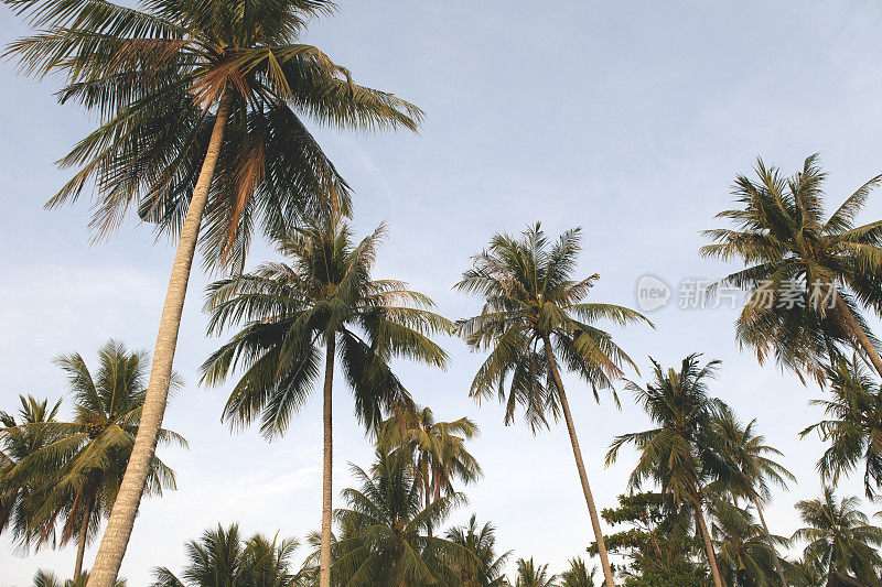 泰国Kho Yao Noi岛的棕榈树